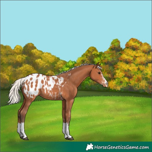 Horse Color:Silver Bay Sabino Tobiano Blanket 