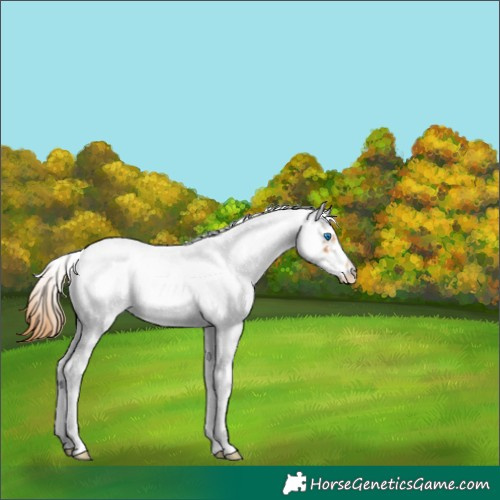Horse Color:White Spotted Chestnut Tobiano Frame Near Leopard 