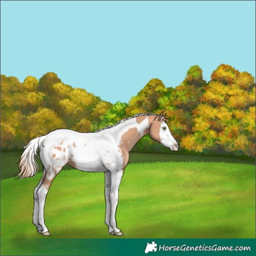 Horse Color:Gold Champagne Splash Tobiano Near Leopard 