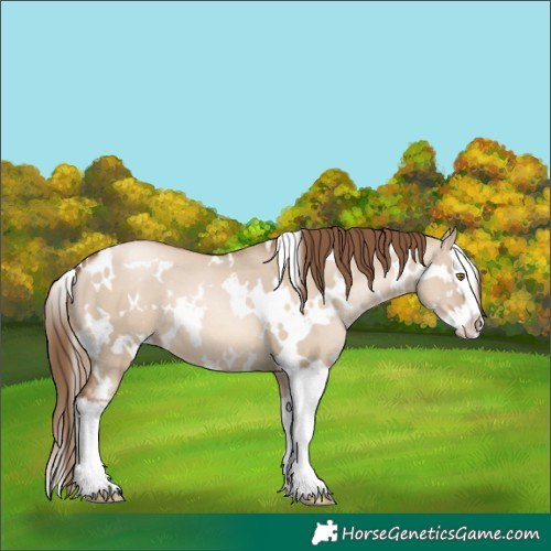 Horse Color:White Spotted Liver Red Dun Pearl Splash 