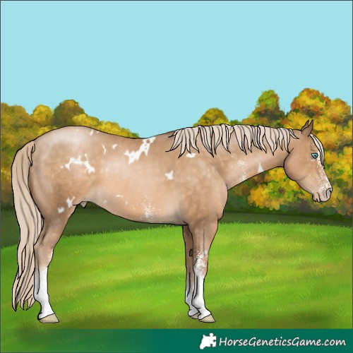 Horse Color:White Spotted Chocolate Palomino Pearl 