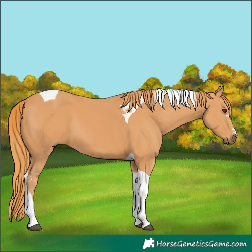 Horse Color:Chestnut Tobiano 