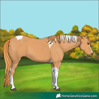 Horse Color:Chestnut Tobiano 