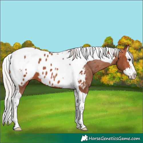 Horse Color:Silver Bay Splash Tobiano Appaloosa 