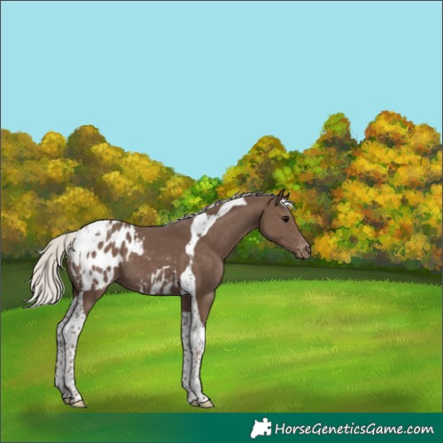 Horse Color:Silver Black Tobiano Blanket 