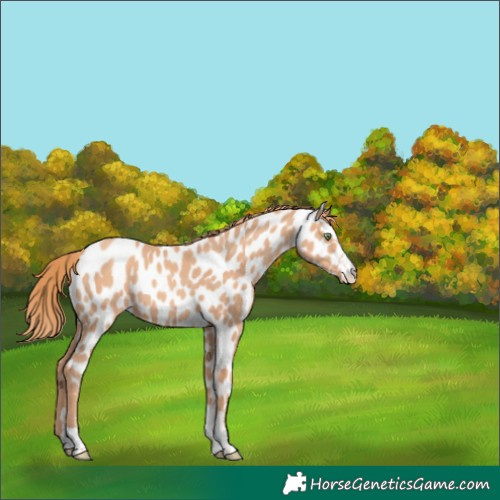 Horse Color:Gold Champagne Near Leopard 