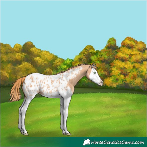 Horse Color:Gold Champagne Splash Near Leopard 
