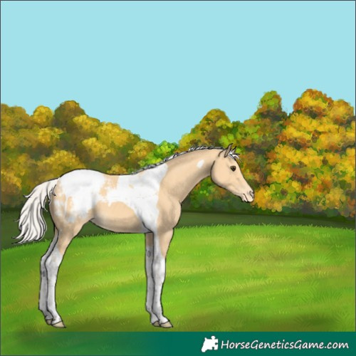 Horse Color:Silver Buckskin Tobiano Snowcap 