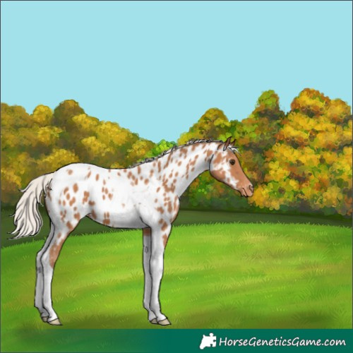 Horse Color:Silver Bay Tobiano Near Leopard 