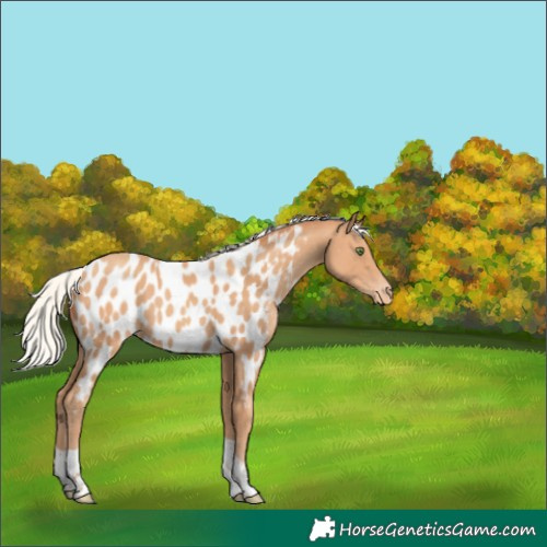 Horse Color:Silver Classic Champagne Tobiano Near Leopard 