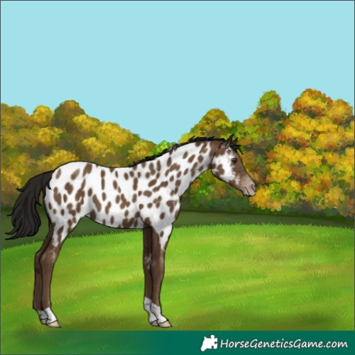 Horse Color:Gray Classic Champagne Tobiano Near Leopard 