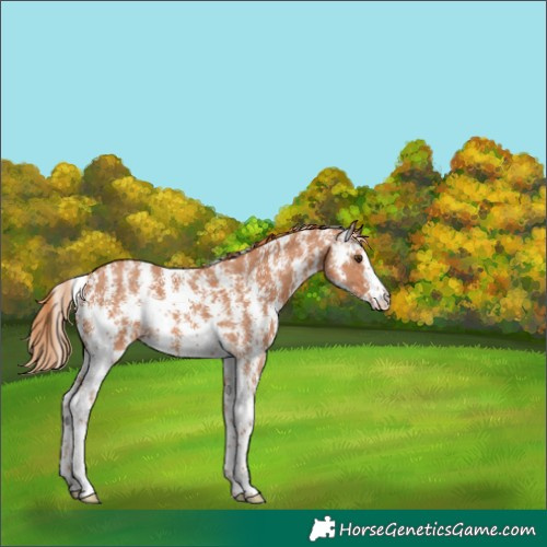 Horse Color:Chestnut Sabino 