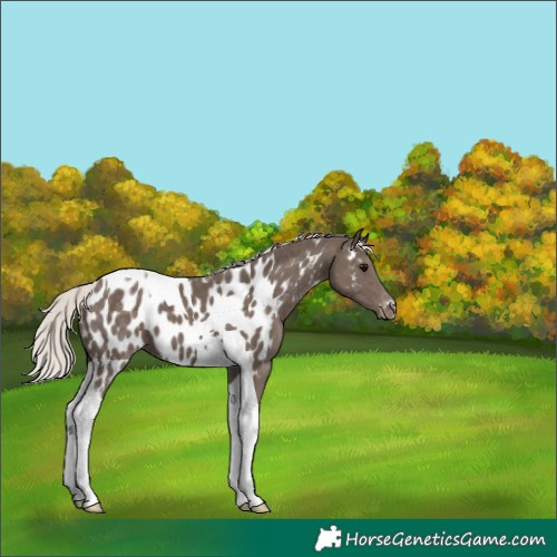 Horse Color:Silver Black Tobiano Near Leopard 