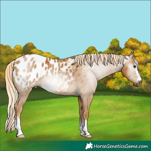 Horse Color:Gray Palomino Appaloosa 