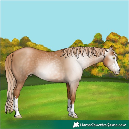 Horse Color:Gray Chestnut Pearl 