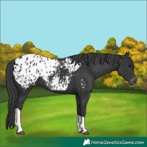 Horse Color:Black Tobiano Blanket 