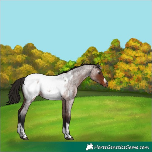 Horse Color:Gray Bay Roan Tobiano Frame Near Fewspot 