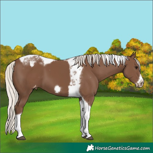 Horse Color:Silver Black Tobiano Frame Blanket 