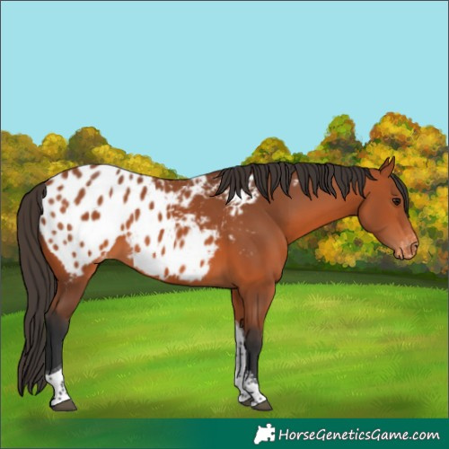 Horse Color:Bay Sabino Tobiano Blanket 