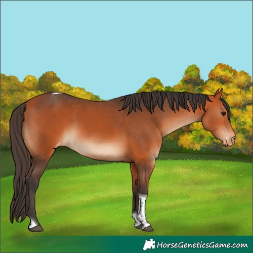 Horse Color:Bay Tobiano Varnish 