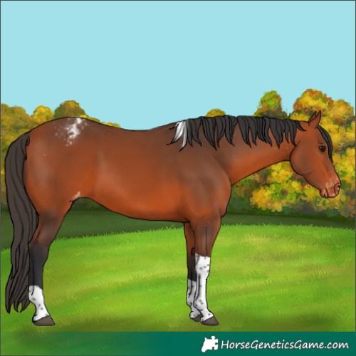 Horse Color:Bay Tobiano Varnish 