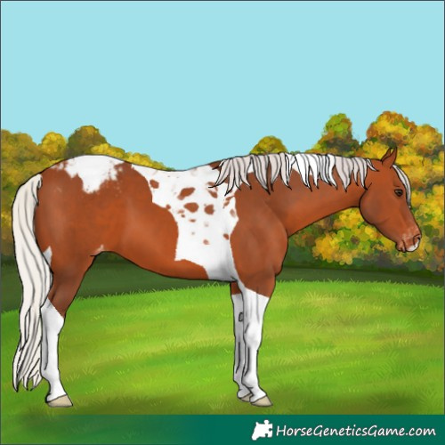 Horse Color:Silver Bay Tobiano Blanket 