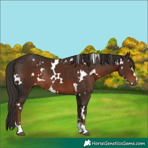 Horse Color:White Spotted Liver Chestnut Rabicano
