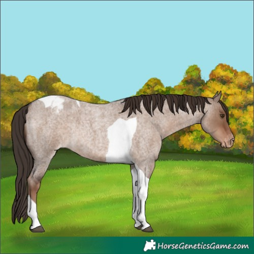 Horse Color:Liver Red Dun Roan Tobiano Blanket Rabicano