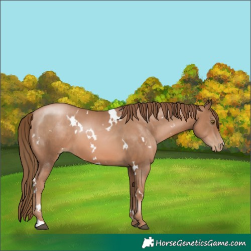 Horse Color:White Spotted Liver Chestnut Pearl 