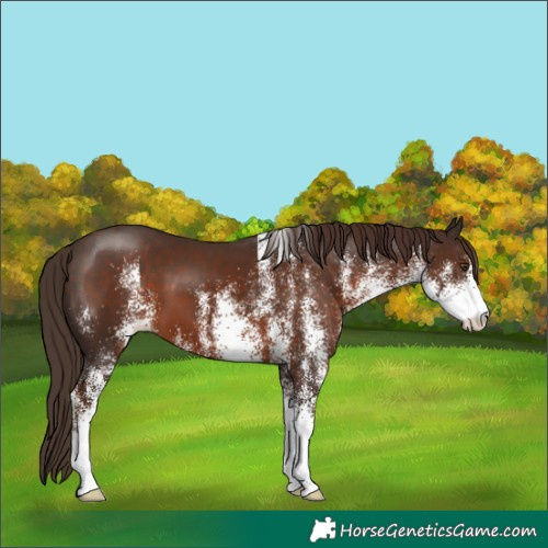 Horse Color:White Spotted Liver Chestnut