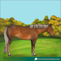 Horse Color:Chocolate Palomino 