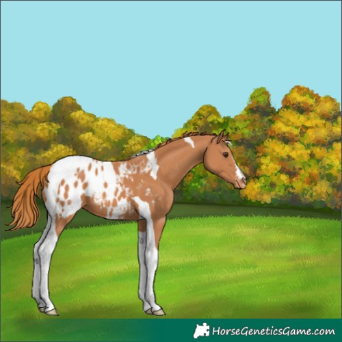 Horse Color:Chestnut Tobiano Blanket 
