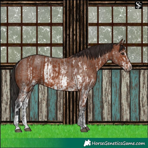 Horse Color:Bay Sabino Rabicano and Brown Sabino Rabicano