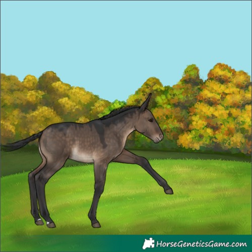 Horse Color:Brown Dun 