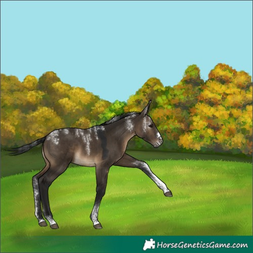 Horse Color:Powder White Gray Brown Dun 