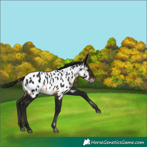 Horse Color:Gray Brown Near Leopard 