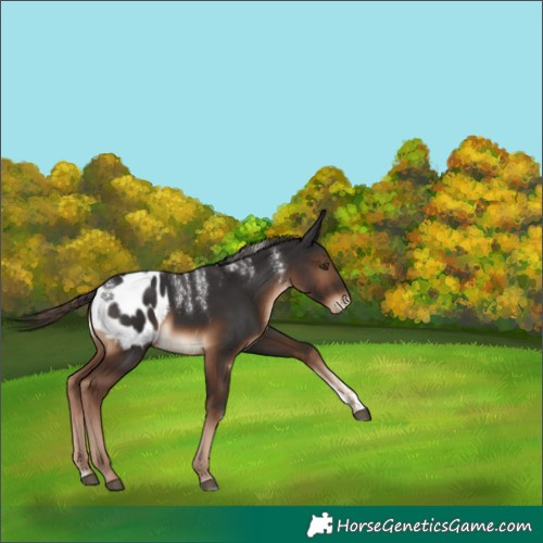 Horse Color:Powder White Liver Chestnut Appaloosa 