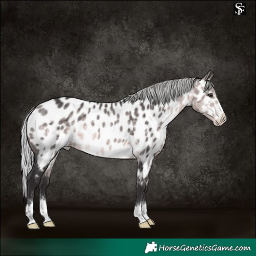 Horse Color:Platinum Silver Buckskin Appaloosa 