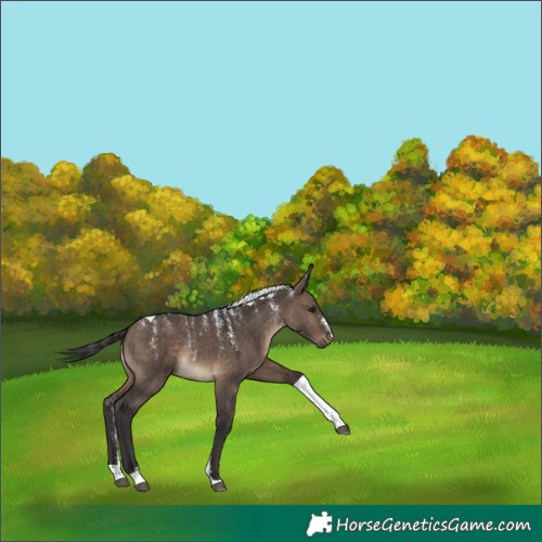 Horse Color:Powder White Brown Dun Tobiano Rabicano 