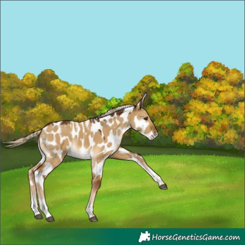 Horse Color:Powder White Chocolate Palomino Dun Leopard 