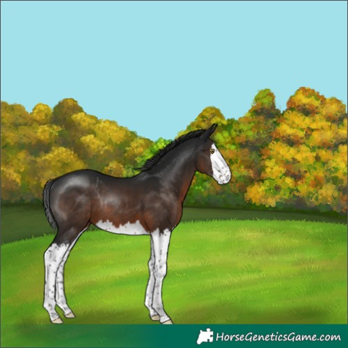 Horse Color:Gray Brown Splash Rabicano 
