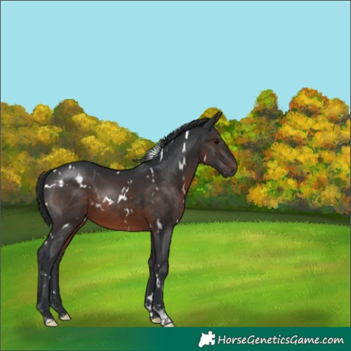Horse Color:White Spotted Brown Rabicano 