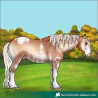 Horse Color:Silver Bay Onyx Sabino Appaloosa