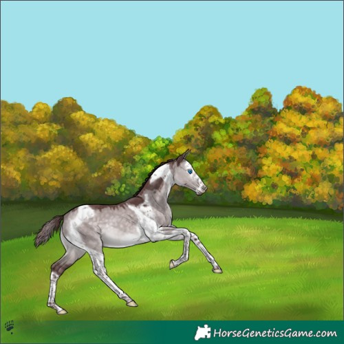 Horse Color:Platinum Chocolate Brown Dun Splash Tobiano Frame 
