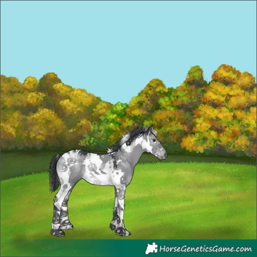 Horse Color:Grullo Chinchilla Splash Tobiano 