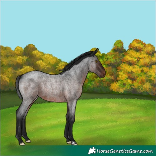 Horse Color:Gray Brown Roan Rabicano 