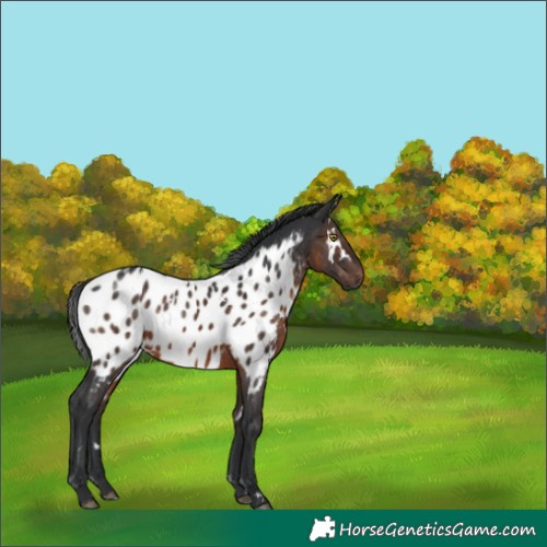 Horse Color:White Spotted Brown Appaloosa Rabicano 