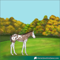 Horse Color:Classic Champagne Splash Blanket 