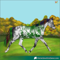 Horse Color:Painted White Spotted Black Sabino Appaloosa 