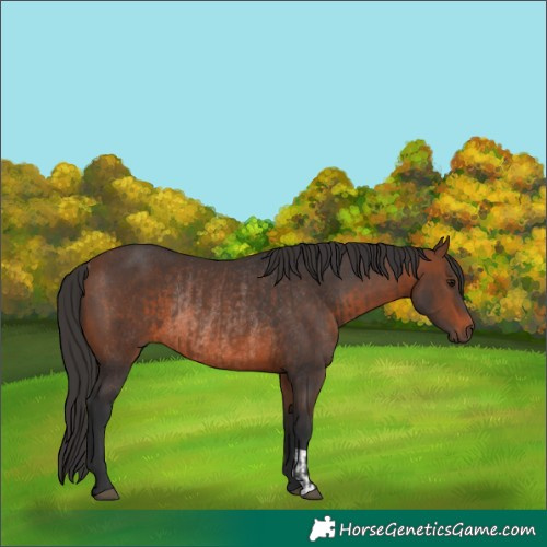 Horse Color:Brown Rabicano and Brown Rabicano